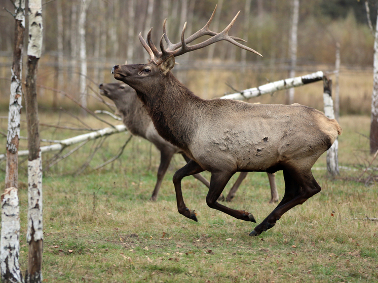 Обезумевший олень несколько дней терроризировал жителей пригорода Нью-Йорка, заставив женщину пойти в церковь
