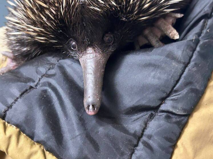 Необычные постояльцы прибыли в канун Нового года в Московский зоопарк