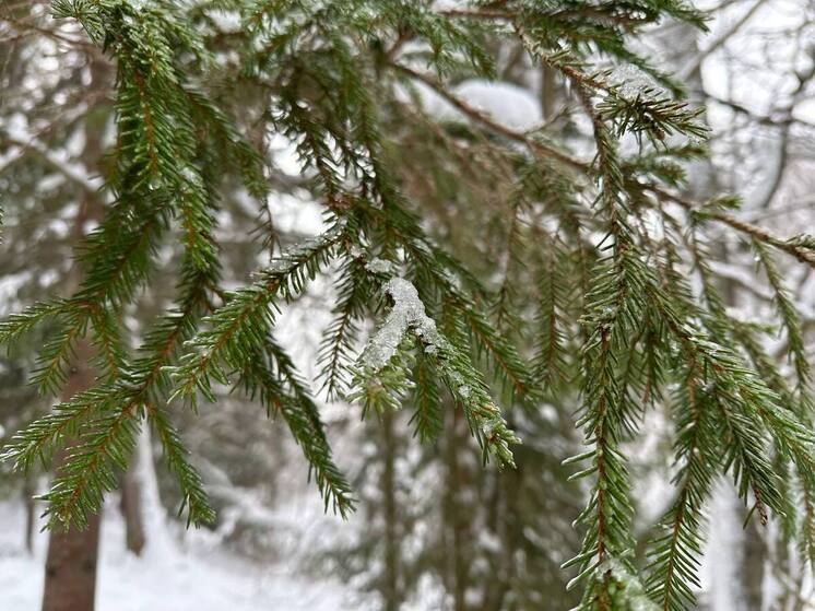 В Ленобласти 29 декабря ожидается небольшой снег, ветер и до -6 градусов