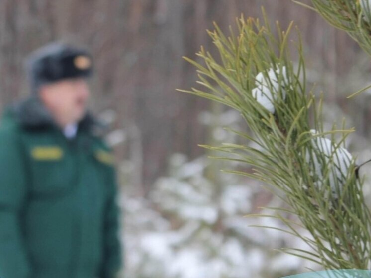 В Калужской области незаконная лесозаготовка «упала» на 300%