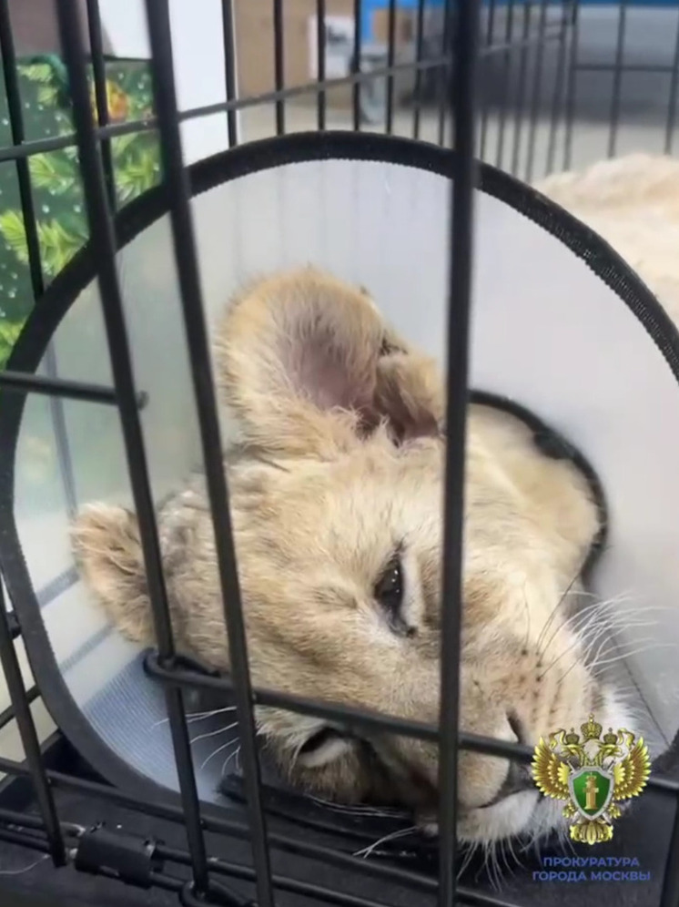 В прокуратуре Москвы опубликовали подробности истории со львицей