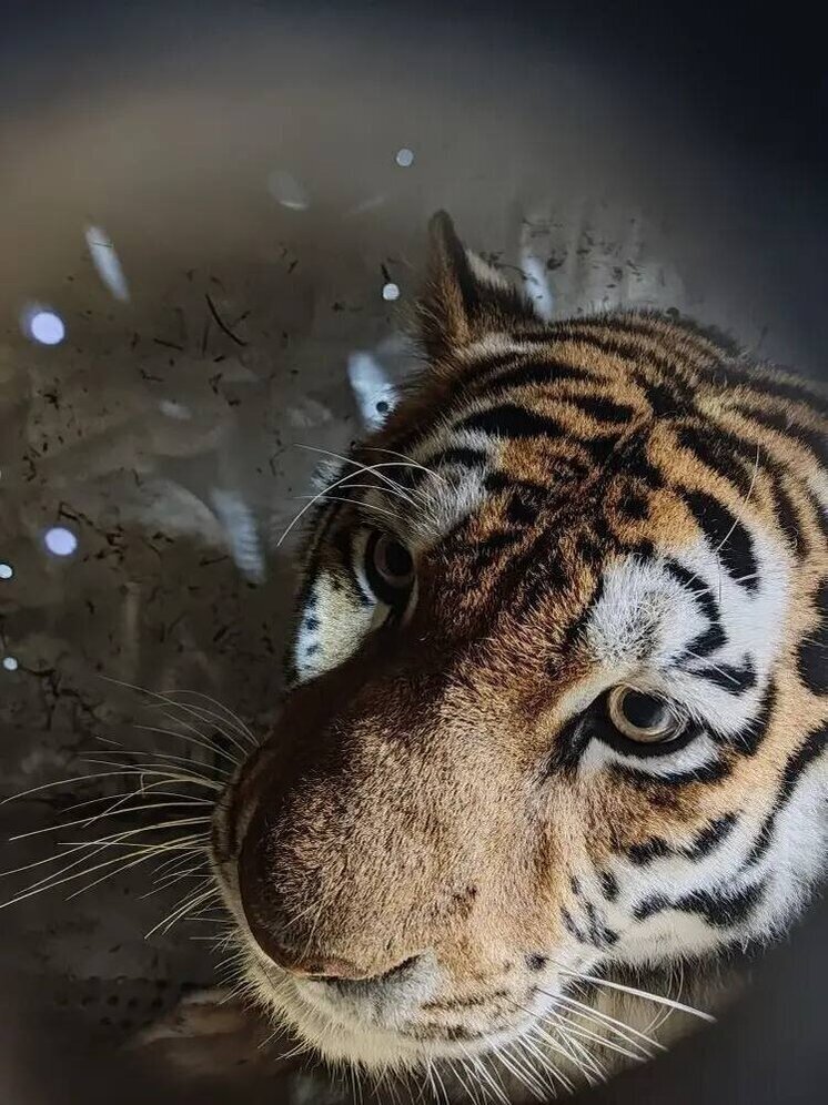 Тигрица у домов: в Хабаровском крае поймали хищника, выходившего к людям