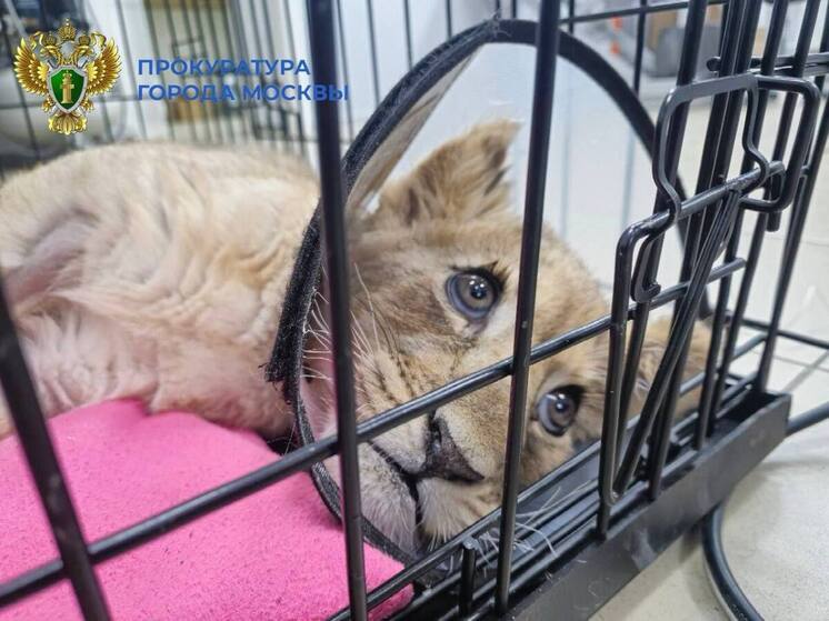 RT: Державший у себя львёнка блогер заявил, что его кинули на деньги продавцы