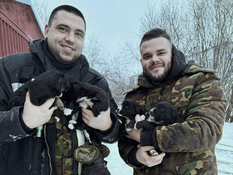 Спасатели из Новодвинска спасли маленьких щенков из ледяной ловушки