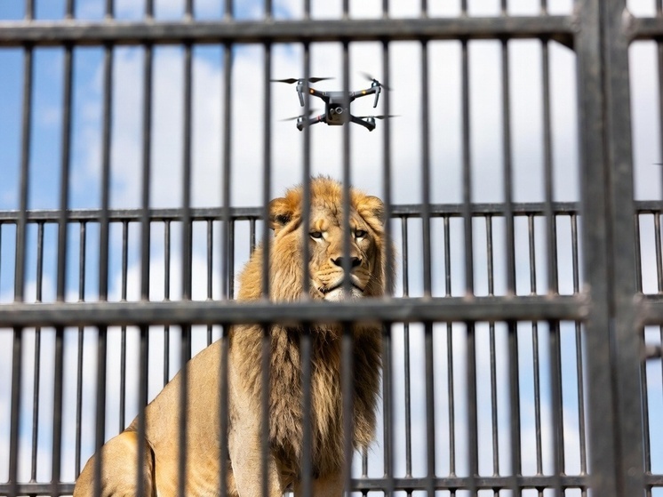 Дроном ВСУ были обстреляны вольеры для хищников в зоопарке Запорожской области