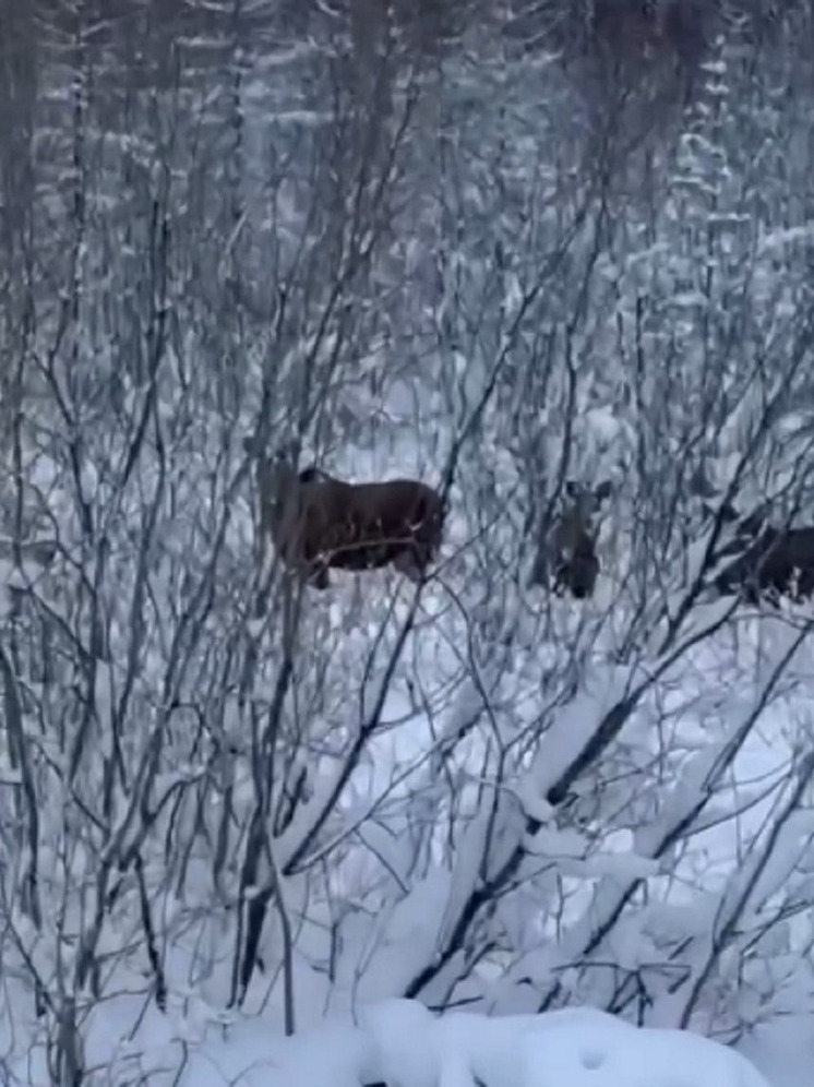 Несколько лосей встретил депутат Заксобрания ЯНАО у дороги близ Пангод
