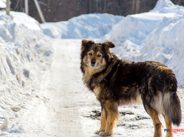Жители Кемерова обвиняют мужчину в садизме
