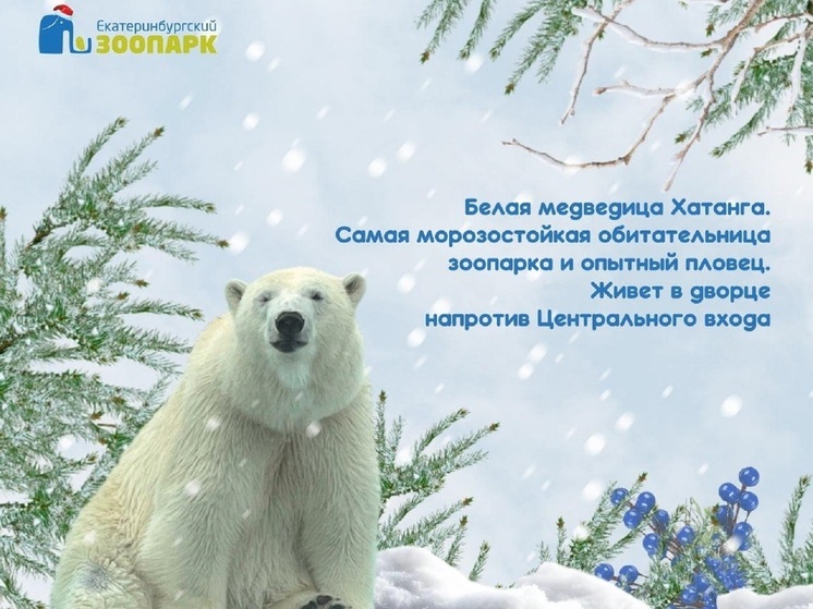 «Зооснегурочкой» Екатеринбурга стала белая медведица Хатанга