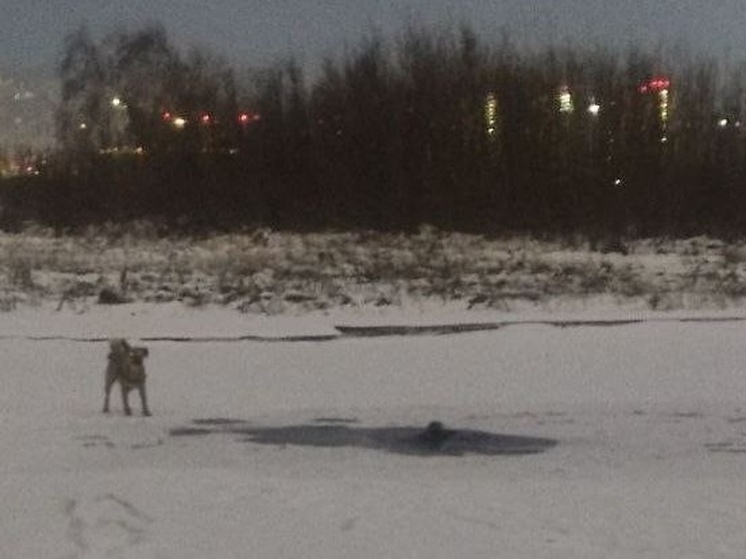 В Красноярске на Енисее погиб мужчина, провалившийся под лёд во время прогулки с собакой
