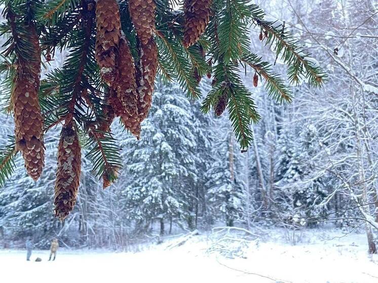 Метеоролог Сафонов: В новогоднюю ночь будет небольшой мороз