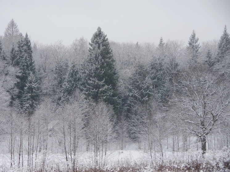 Заповедный лес Серпухова живет своей жизнью