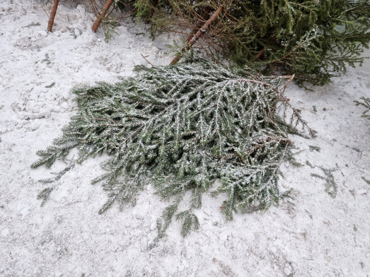 В декабре в Карелии зафиксировали шесть случаев незаконной вырубки леса
