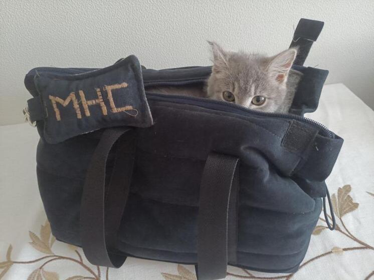 Новым сотрудником этно-археопарка «Сухотино» стала кошка