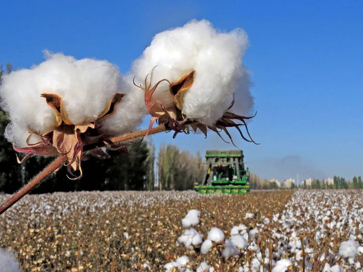 С начала 2025 года в Ивановскую область прибыло свыше 3000 тонн хлопкового волокна из стран Средней Азии