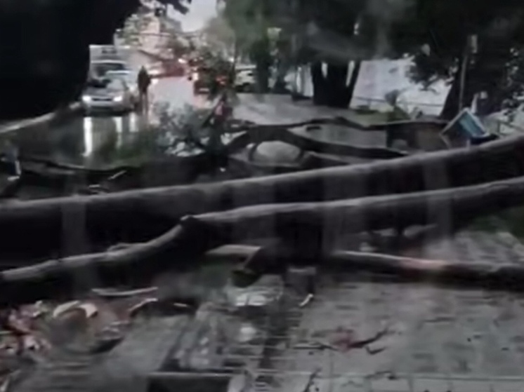 Деревья рухнули на спуске к пляжу в Сочи