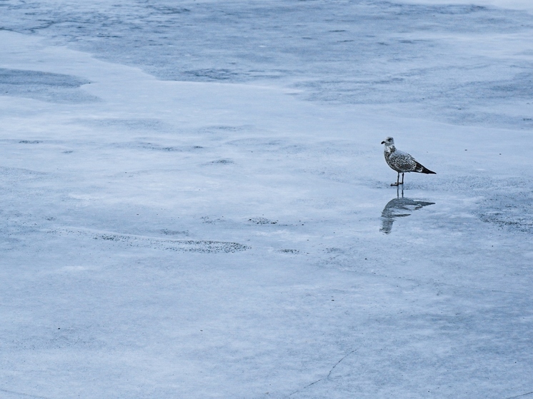 Снегопады и похолодание ждут туляков в последние дни 2025 года