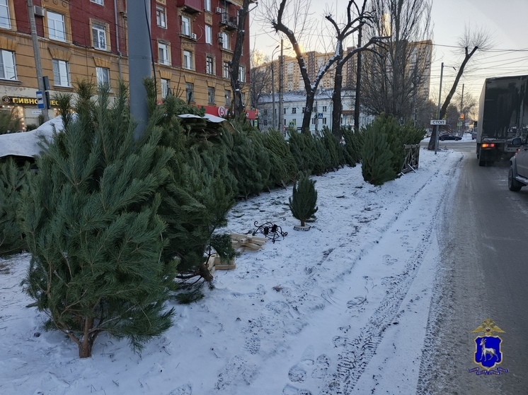 Полиция проверила в Самаре 150 торговых точек и изъяла 80 елок