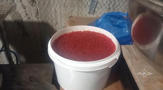 В Люберцах пресечена деятельность подпольного цеха, где изготавливали фальшивую икру