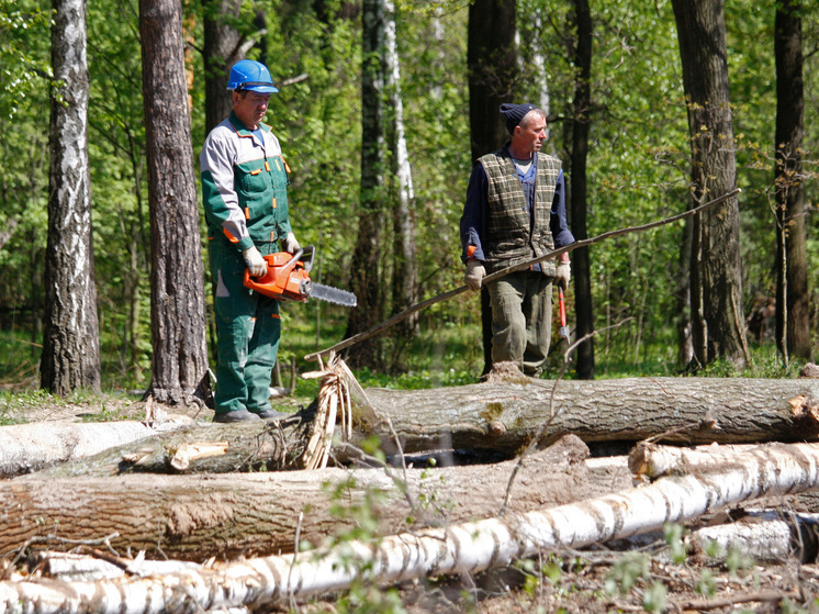 Регионы получили право на заготовку леса: Путин подписал закон для региональных лесных ведомств