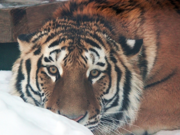 Нижегородцев призывают не запускать салюты у зоопарков