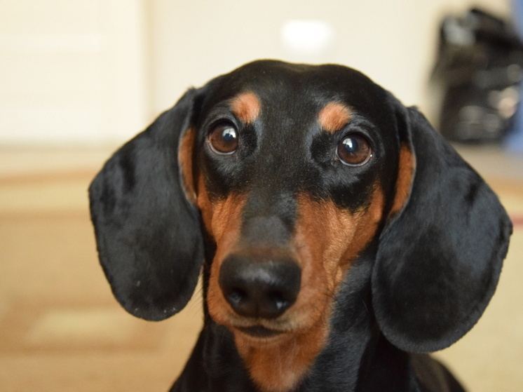 Омичам напомнили о возможности взять питомца из городского приюта перед праздниками