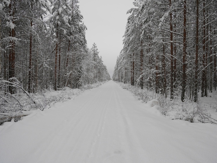 Умеренные морозы и небольшой снегопад ожидаются на Вологодчине в новогоднюю ночь