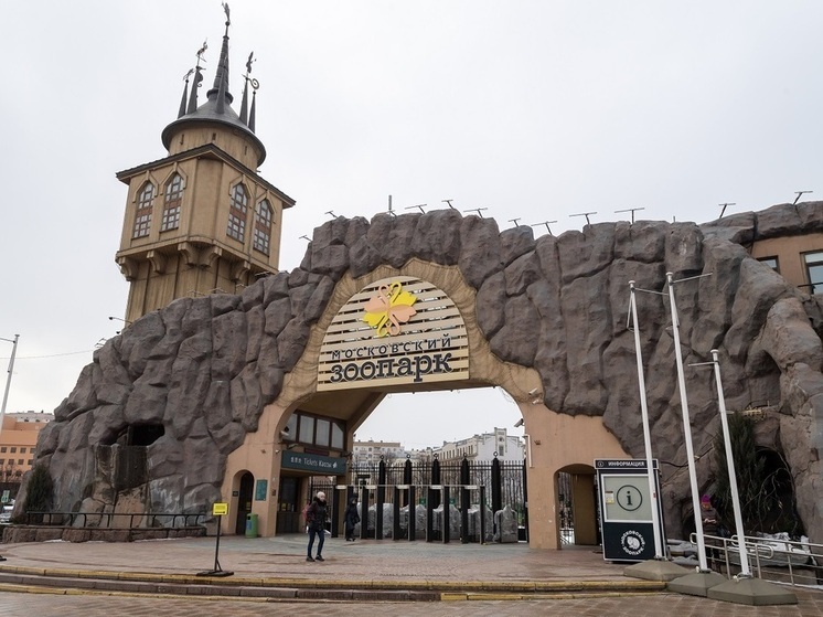 Мессенджер МАХ стал опекуном морского зайца Макса в Московском зоопарке