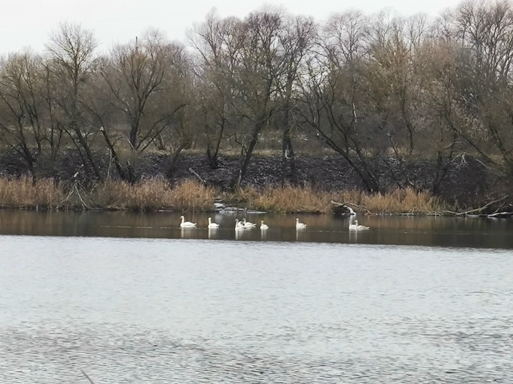 В Курске на Утином острове приступят к решению проблемы маловодности