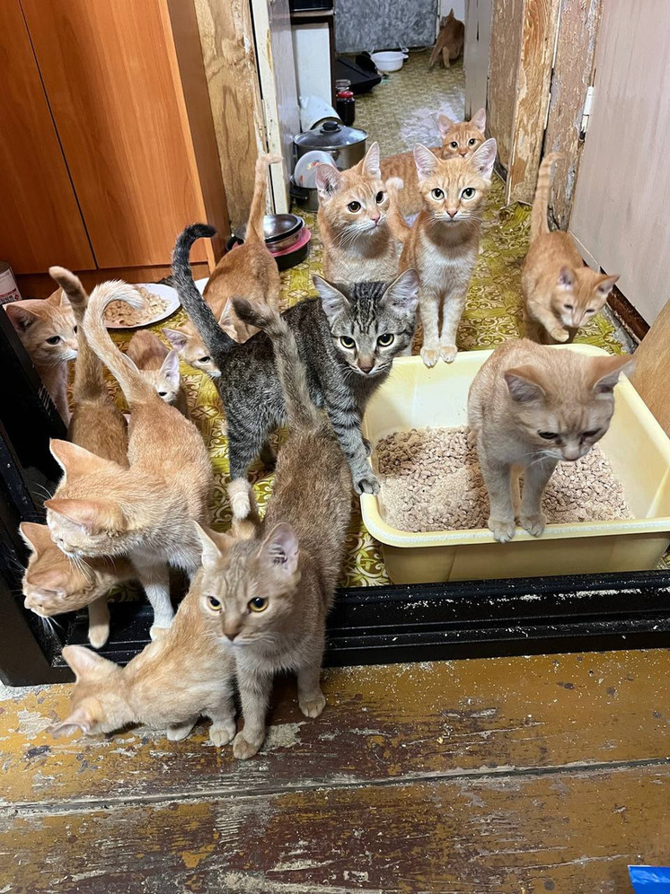 В Перми ищут дом 18 рыжим котам