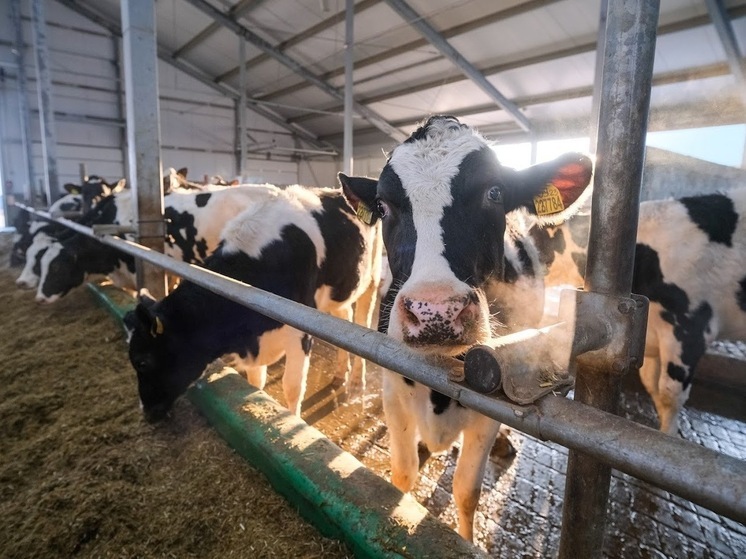 В Волгоградской области увеличивается поголовье коров и производство молока