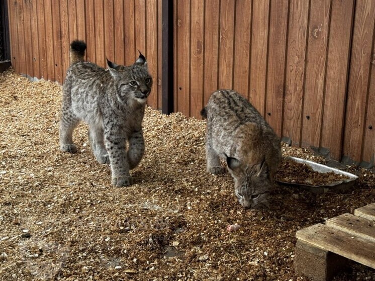 Двое рысят из Подмосковья обживаются в вольерном комплексе Сочи