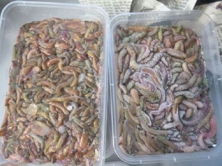 У пассажира из Вьетнама нашли три кило замороженных червей