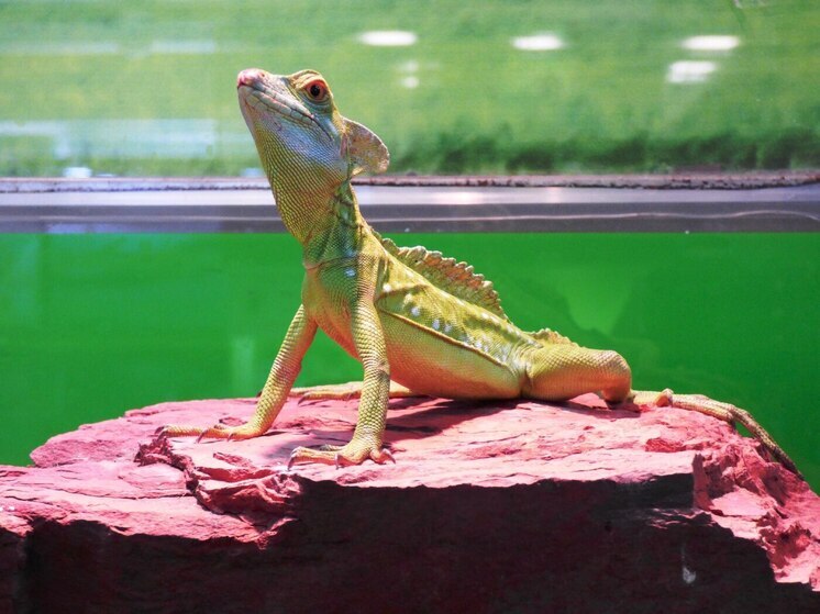 Билеты в абаканский зоопарк продают только за наличные