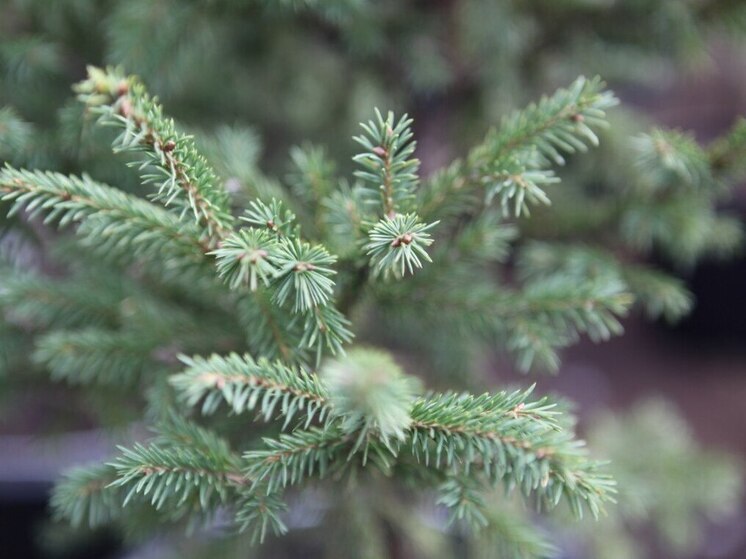 Ëлочные базары Иркутска работают до 31 декабря