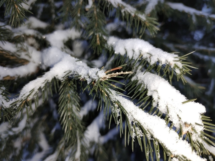 Незаконная продажа елей в Омске обернулась конфискацией товара и крупным штрафом