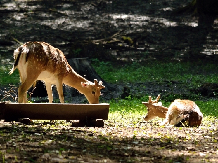 В Луганске опровергли слухи о проблемах с содержанием животных в зооуголке