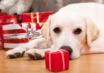 На пороге Новый год — самый любимый светлый праздник с семейными праздничными застольями, долгими прогулками в парках, фейерверками и салютами