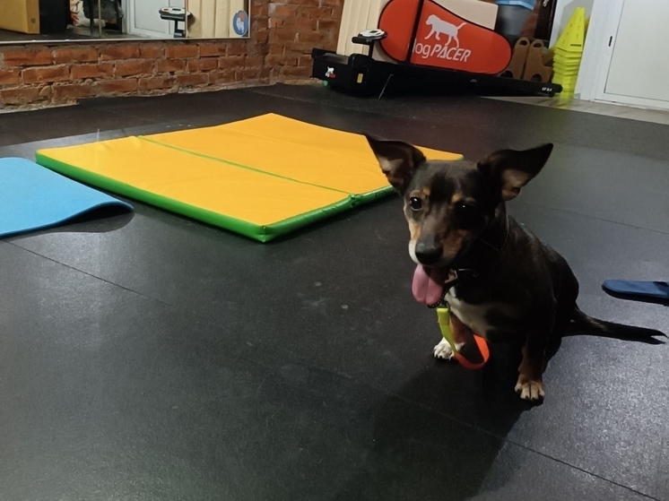 Парализованному псу Мите из Ростовской области может потребоваться новая операция