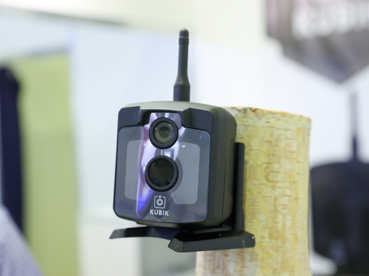 Ученые вновь обнаружили в Таиланде считавшихся исчезнувшими суматранских кошек