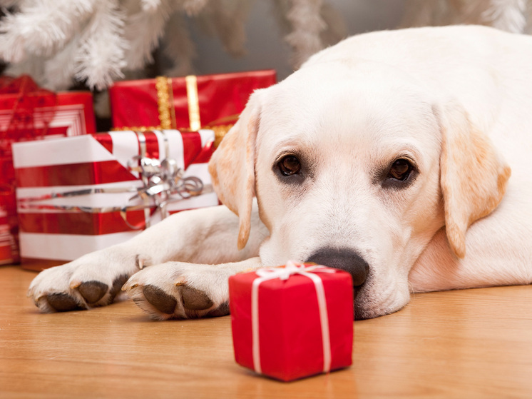Эксперт Светлана Говорова рассказала, как встретить Новый год и не навредить питомцу