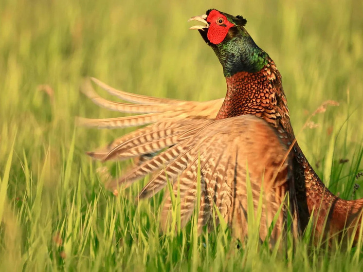 Фотограф из Элисты вошел в тройку лучших фотохудожников Юга России
