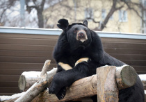 Гималайский медведь Вася в Московском зоопарке впервые впал в зимнюю спячку