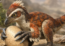 Новый род и вид миниатюрных динозавров – теропод - открыли в пустыне Гоби сотрудники Палеонтологического института им