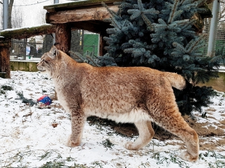  Обитателям ивановского зоопарка готовят елочное меню