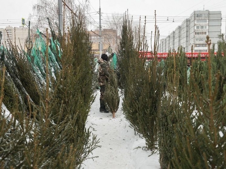 Эксперт Прокофьев: покупать живую елку следует не раньше, чем за 3-5 дней до Нового года