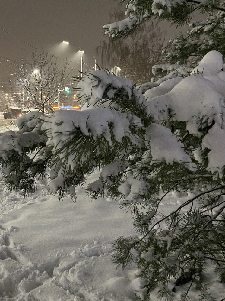 Хвойная сказка в детских центрах: Запорожская область готовится к Новому году при поддержке Минкультуры РФ