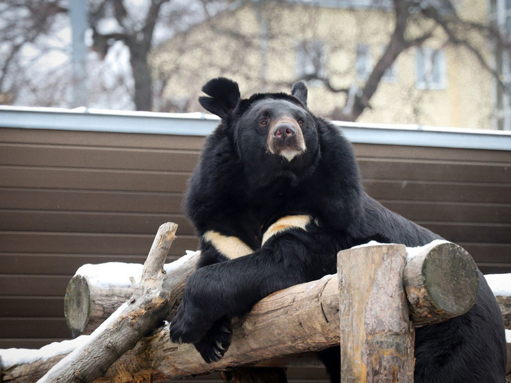 Гималайский медведь Вася впервые заснул зимним сном