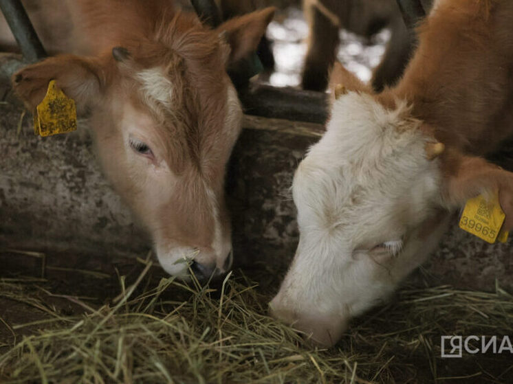 Льготные кредиты помогают сельским хозяйствам Якутии готовиться заранее