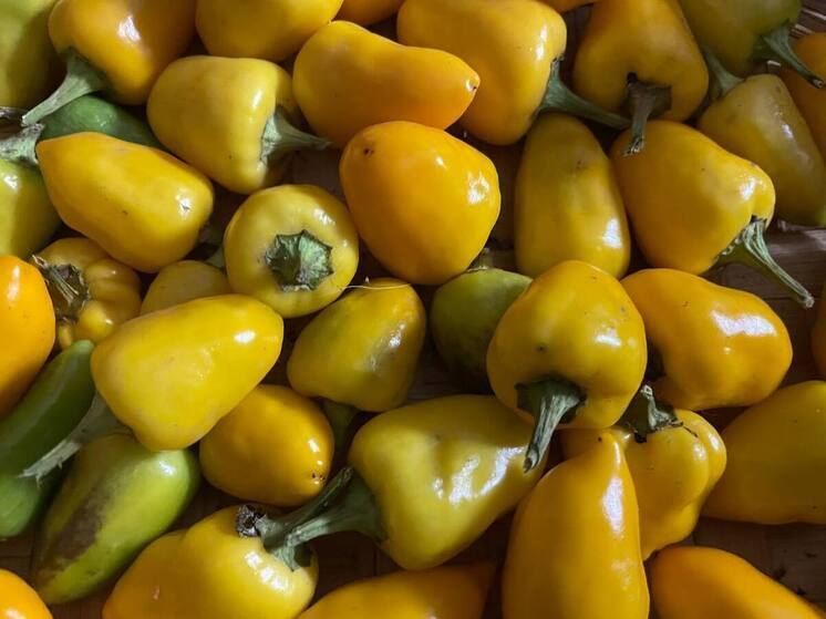 В Калининграде выявили случаи заражения в импортном продовольствии