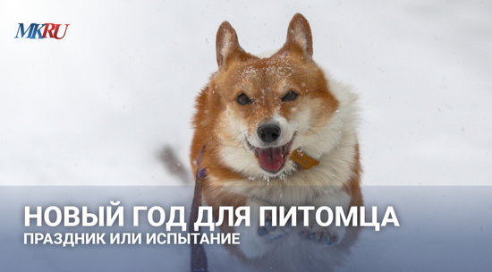 «Не возьмут с отечественной вакциной»: Зооинженер предупредила о главных правилах перевозки собаки за границу